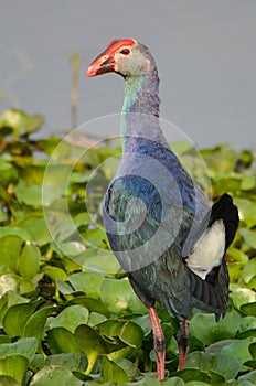 The western swamphen beautifel bird